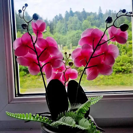 Near Triberg Waterfall Triberg im Schwarzwald